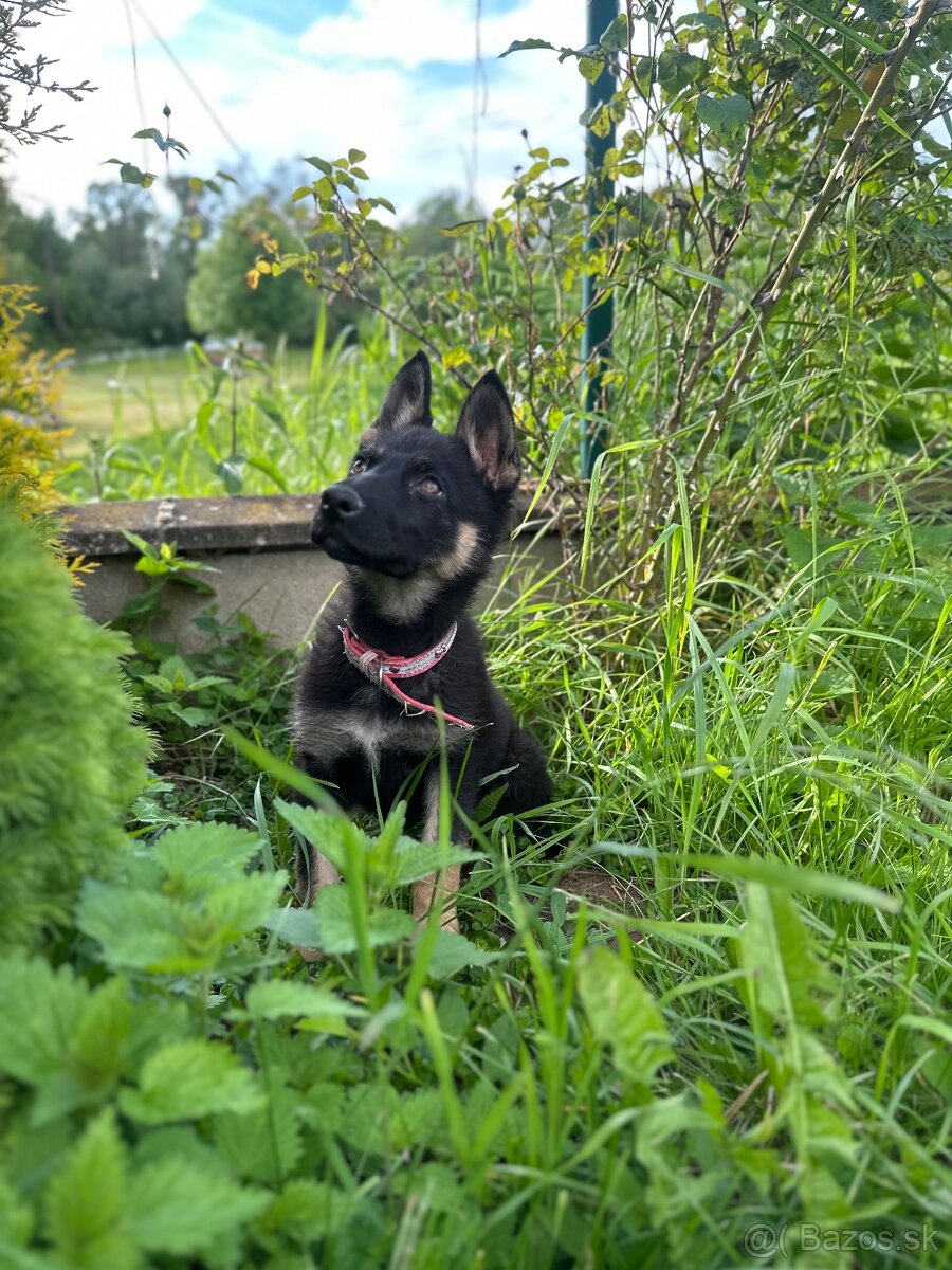 Nemecky ovčiak typu rex