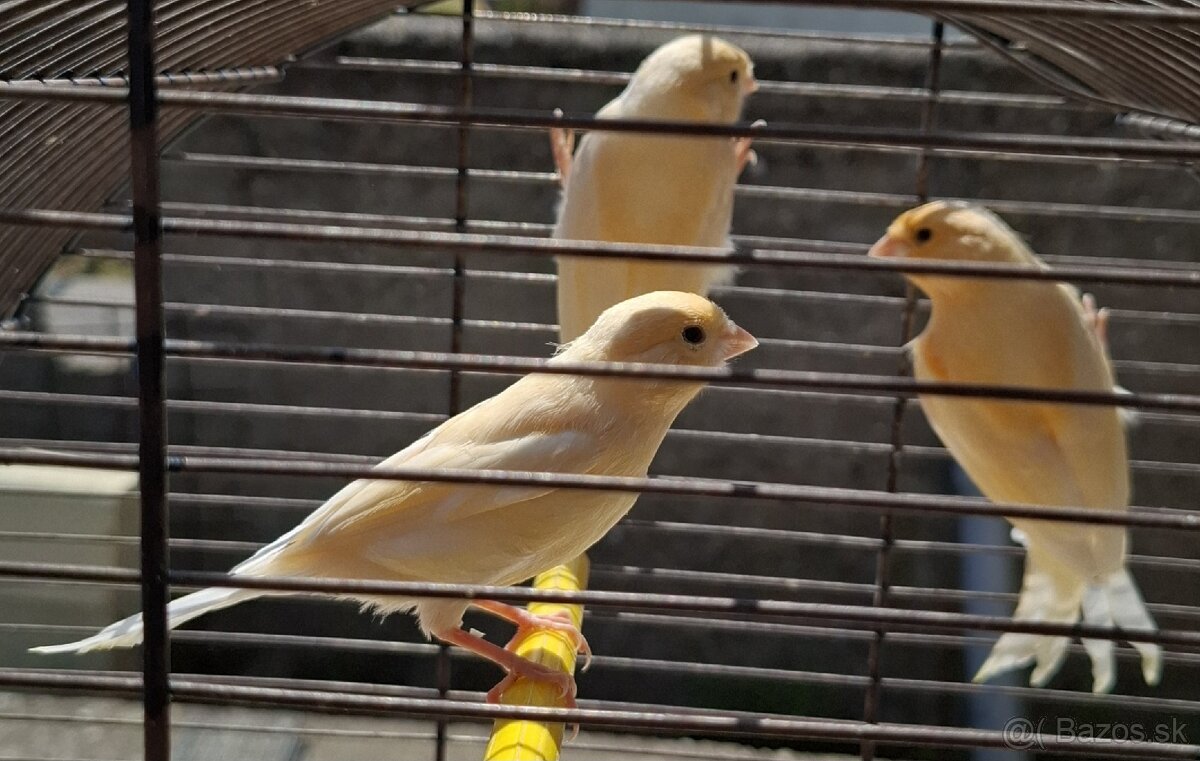 Kanarik,Andulky duhove