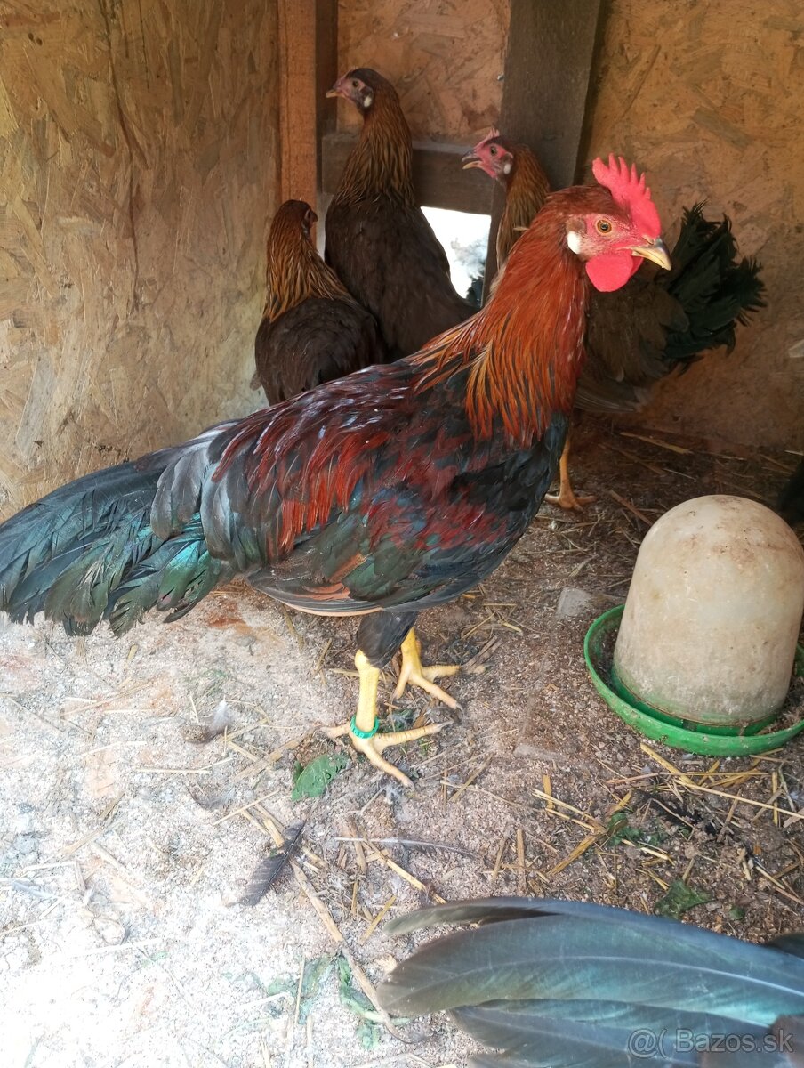 Vlaška jarabičia