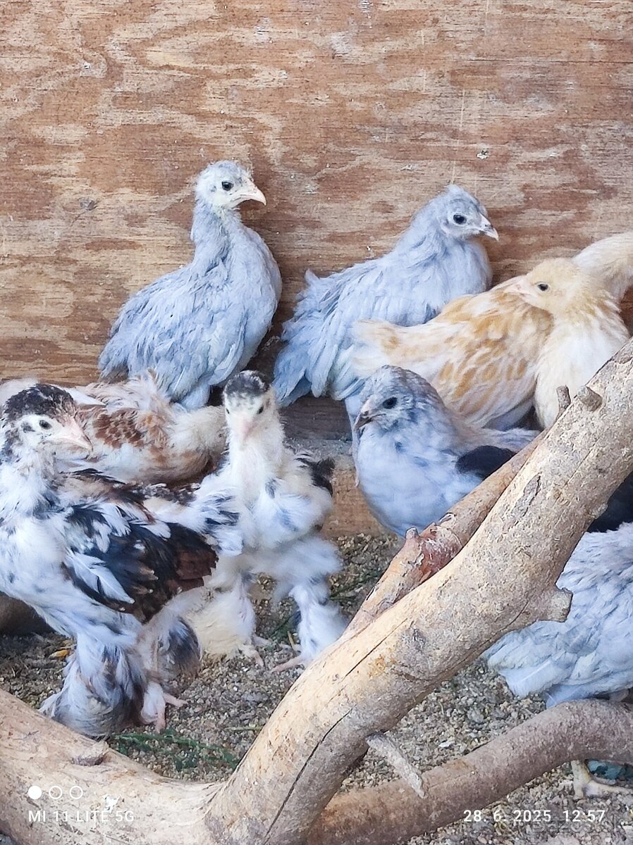 Kuriatka