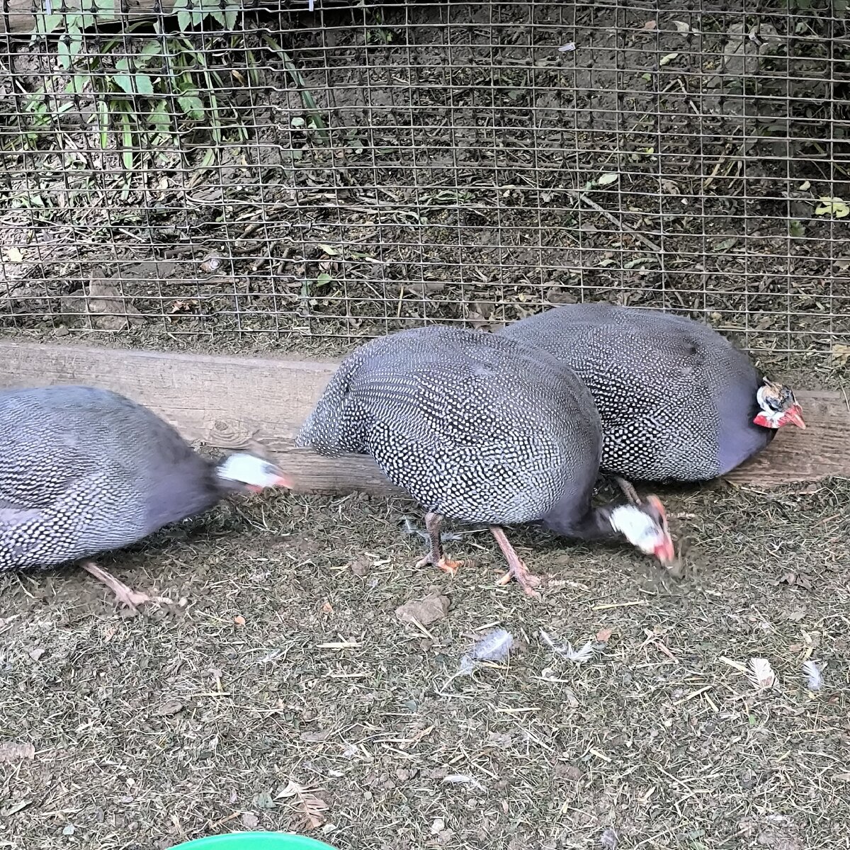Perličky