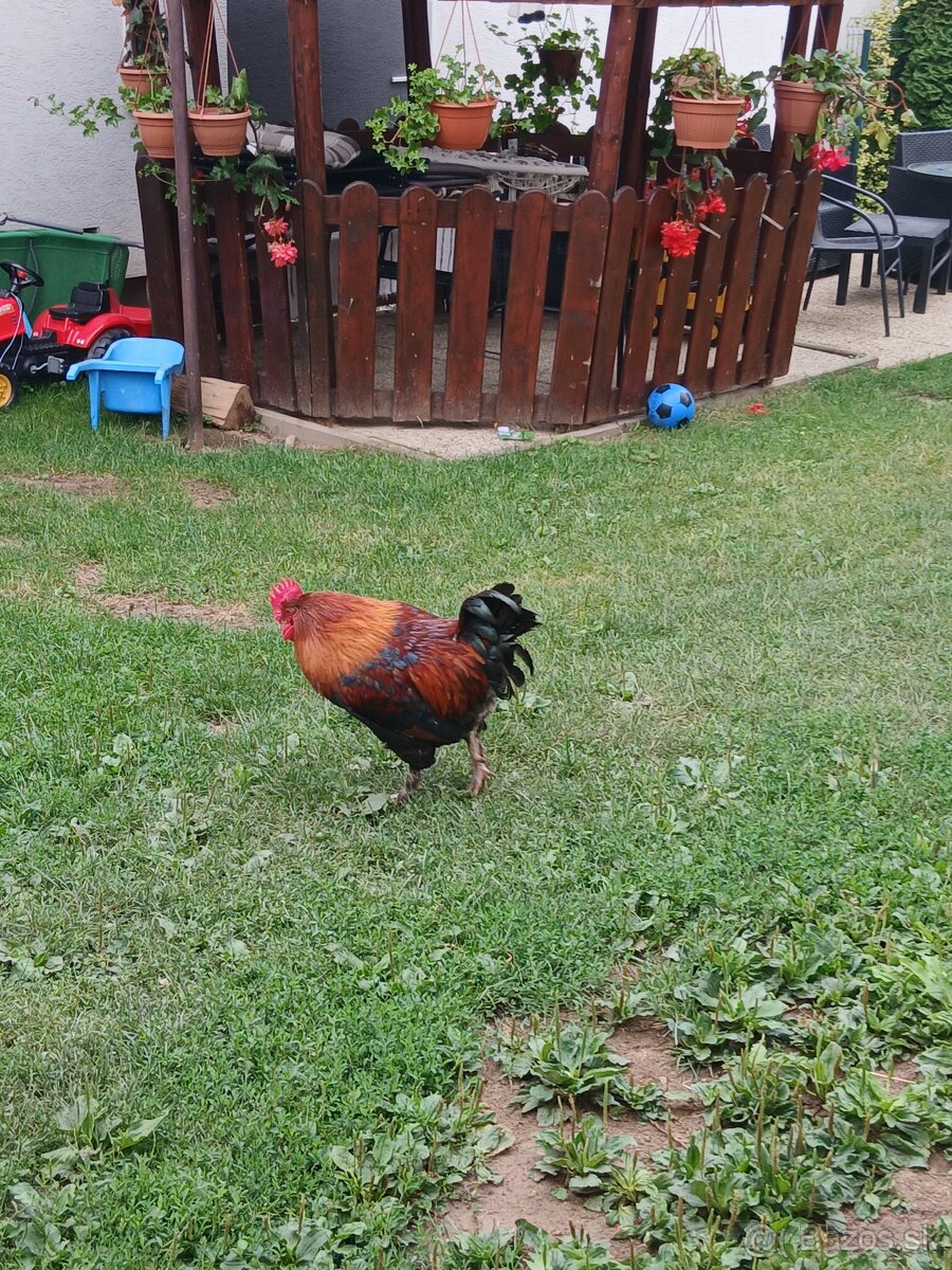 Kohut, kohút Marans pšeničná