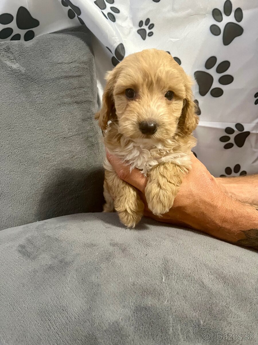 Maltipoo šteniatka