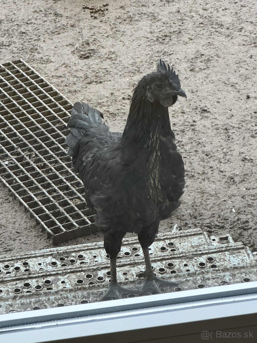 Ayam Cemani