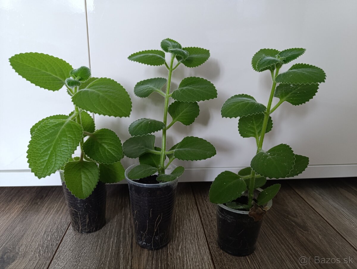 Originál rymovnik ( nádchovník)