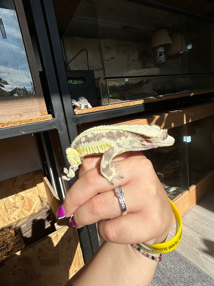 Pagekon Riasnatý samec