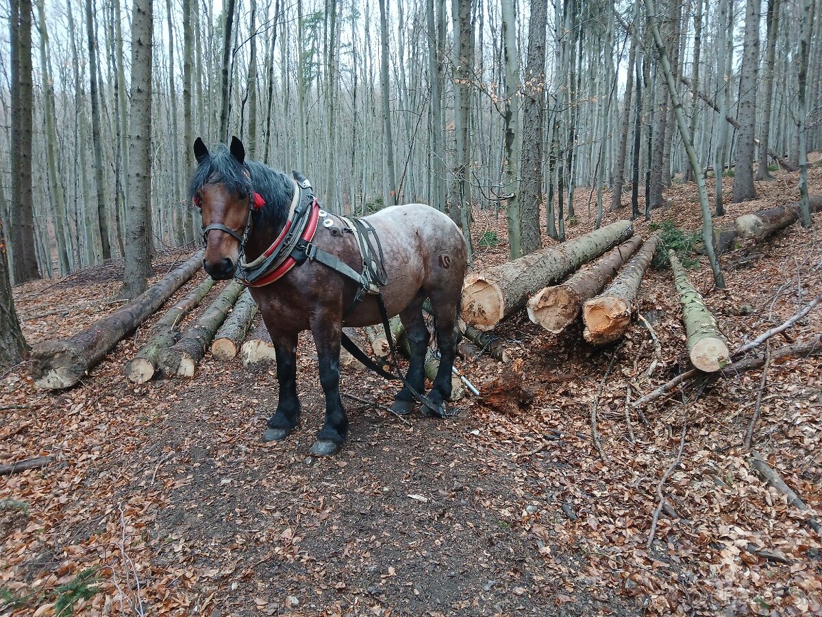 Predám ťažného valacha.
