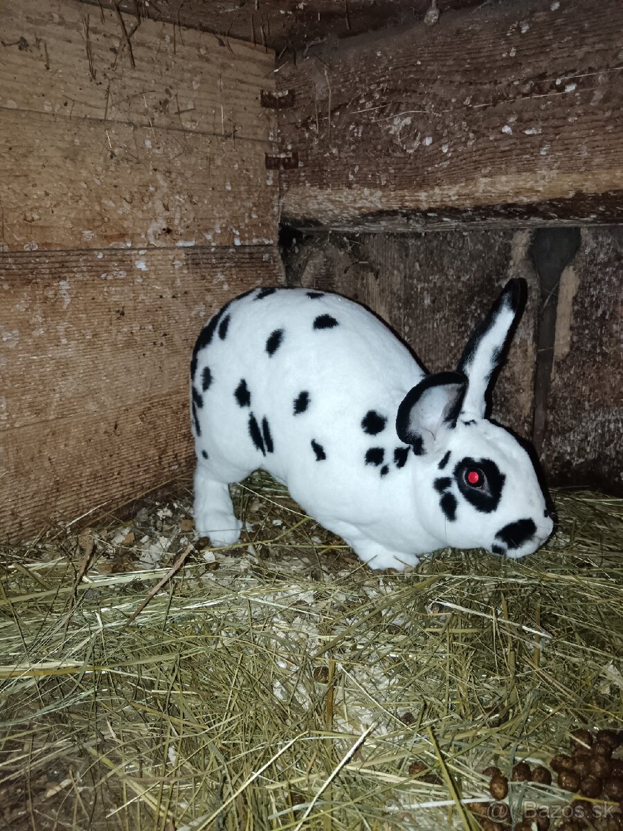 Rex Dalmatinský strakač čierny