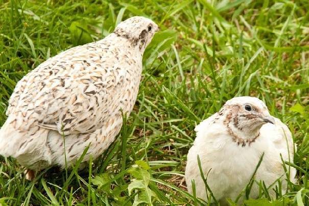 Japonské prepelice - predaj