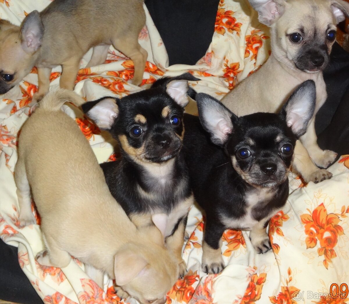 čivava krátkosrstá