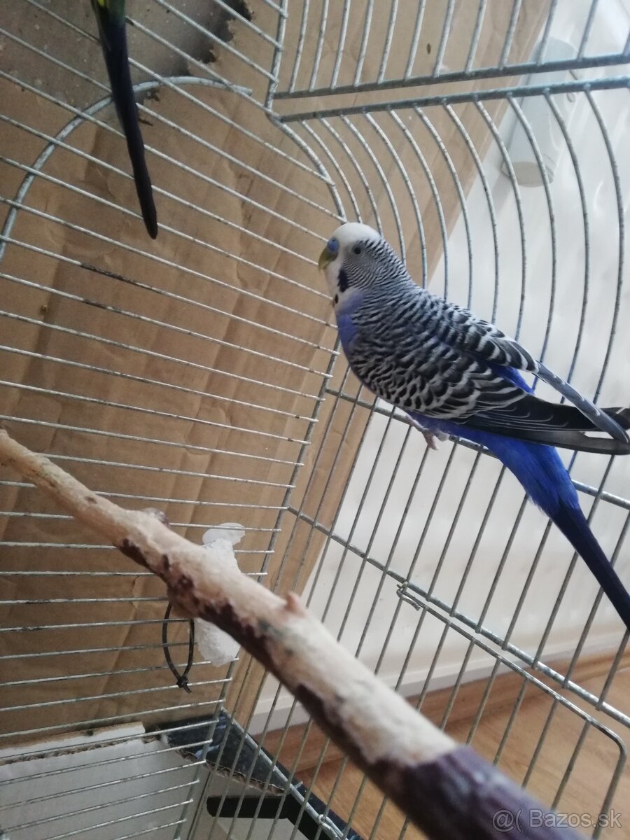 Predám samčeka andulky