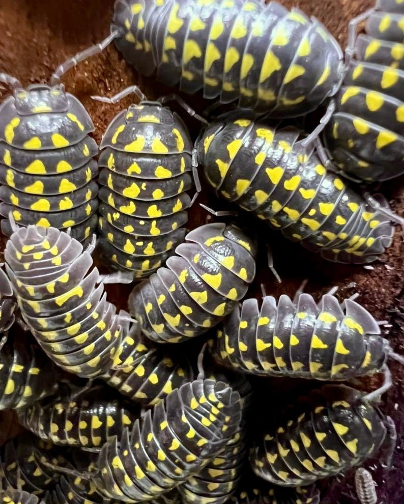 Armadillidium gestroi