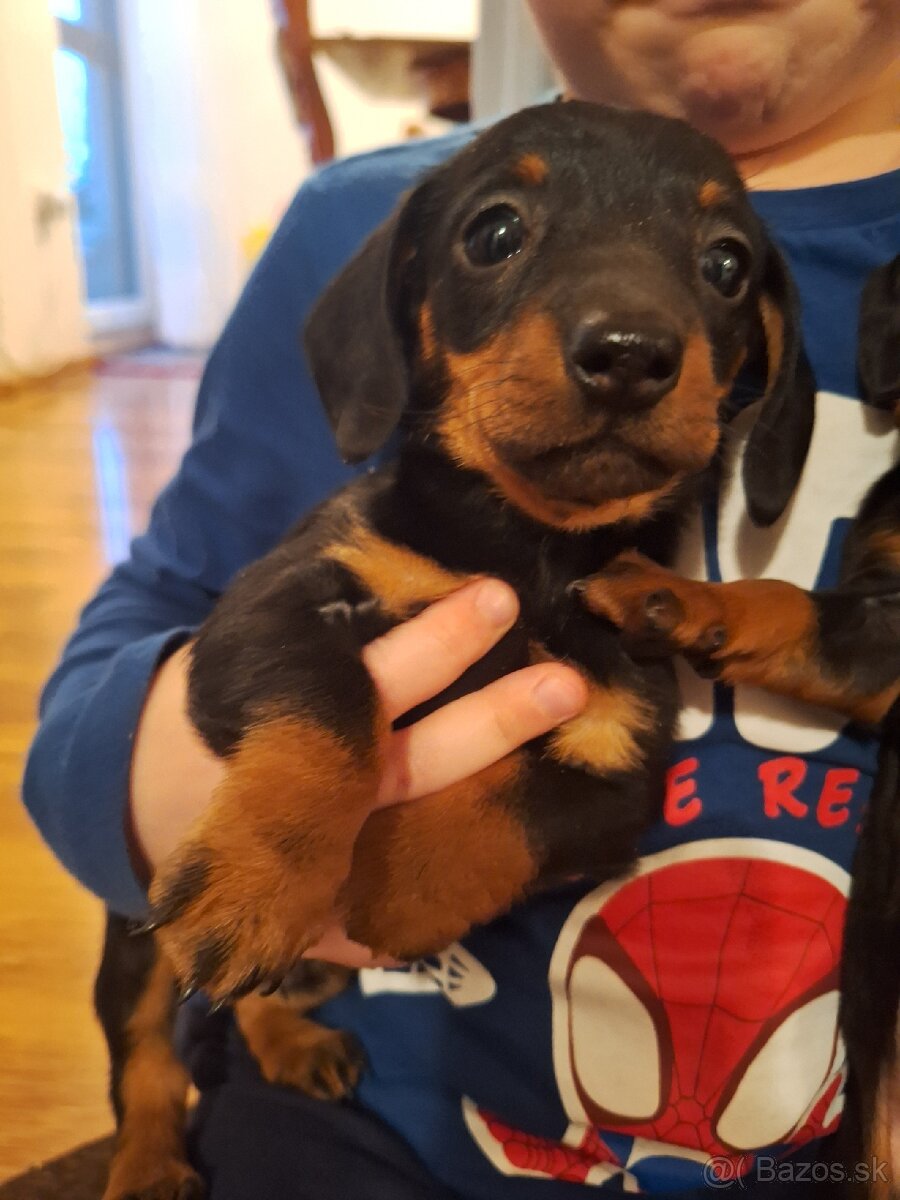 Jazvečík trpasliči krátkosrstý