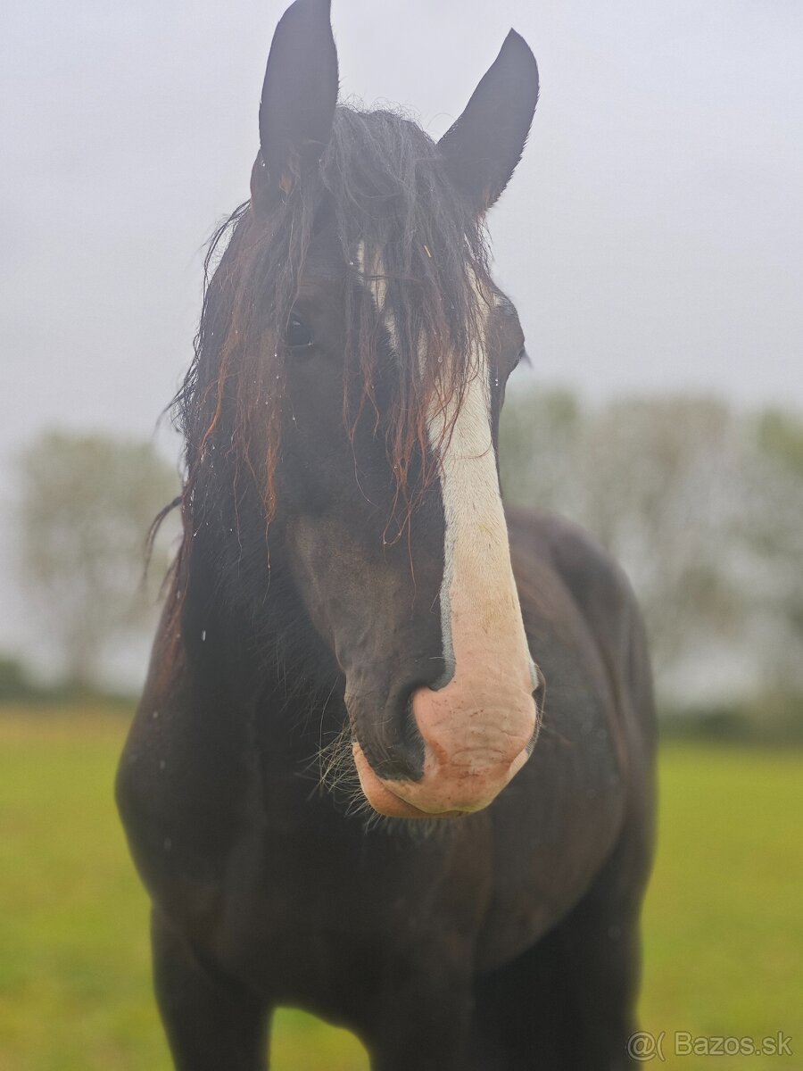 SHIRE HORSE PREDAJ/ VÝMENA