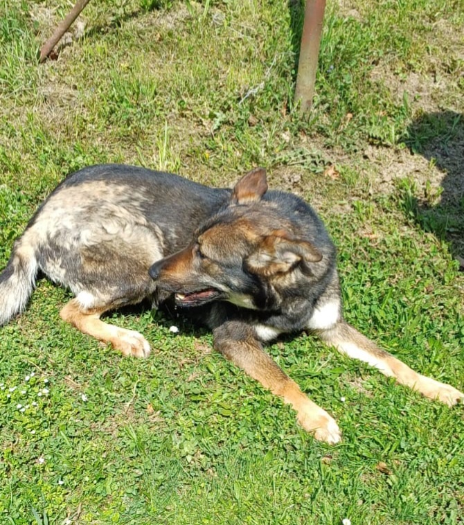 Fenka