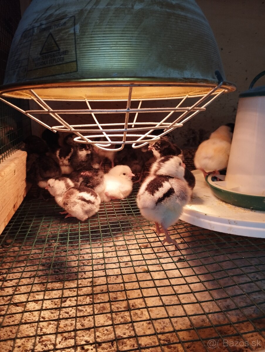 Araucana Araukana