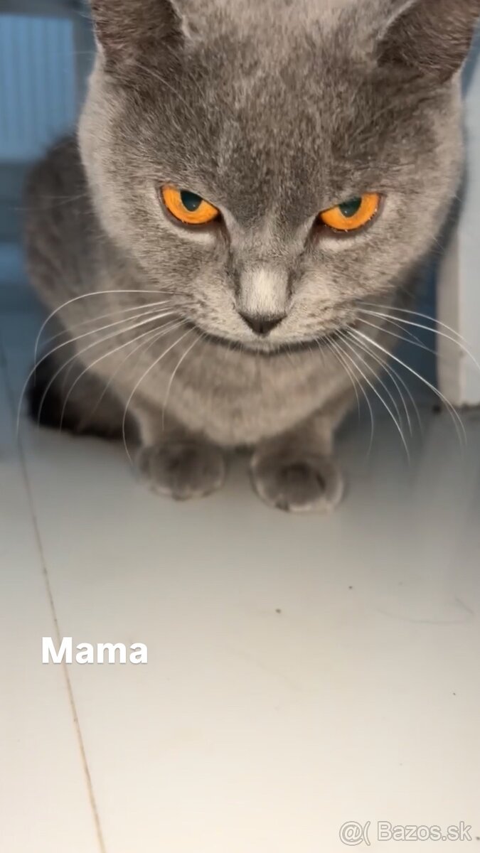 Britska macka
