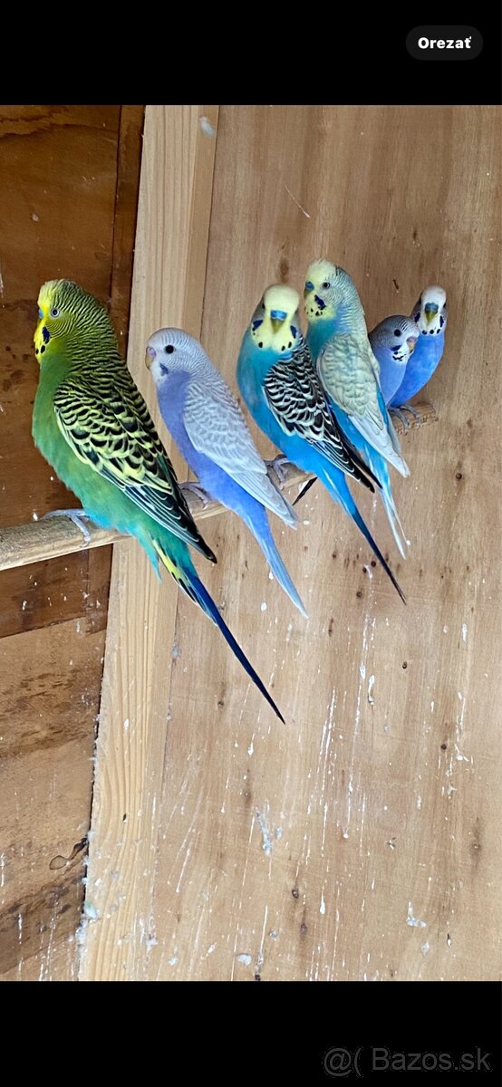 Mladé andulky rôznych farieb