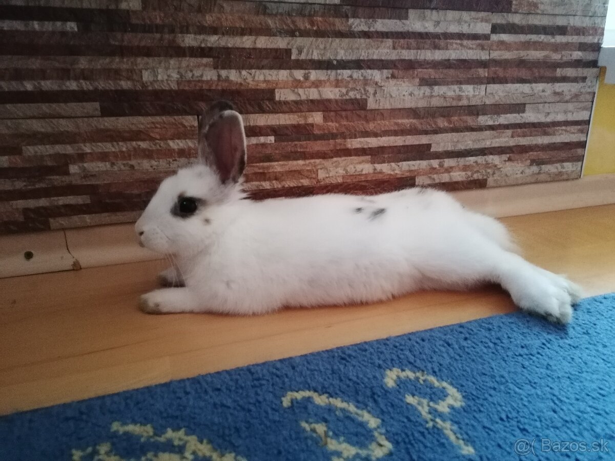 Zajko