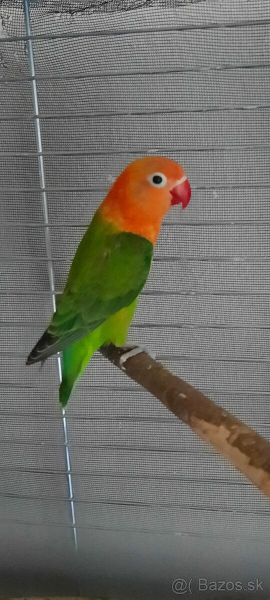 Agapornis