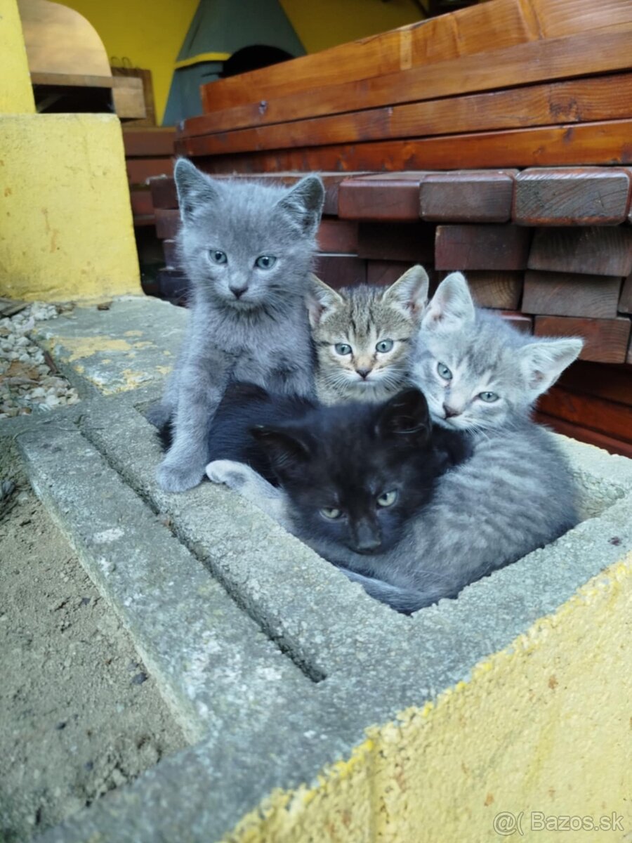 Darujem mačiatká
