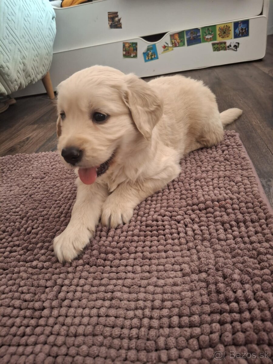 Zlatý retriever šteniatka