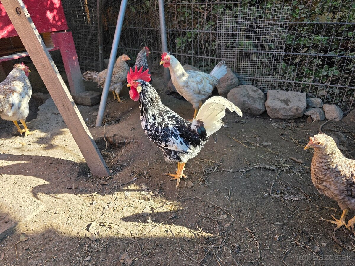 Vlaška exchequer - kohúty