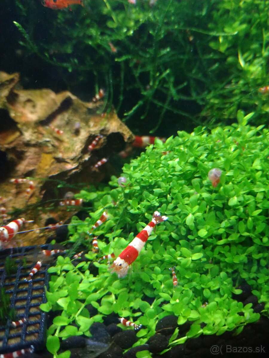 Krevety Caridina Crystal Red +Neocaridina Red rili