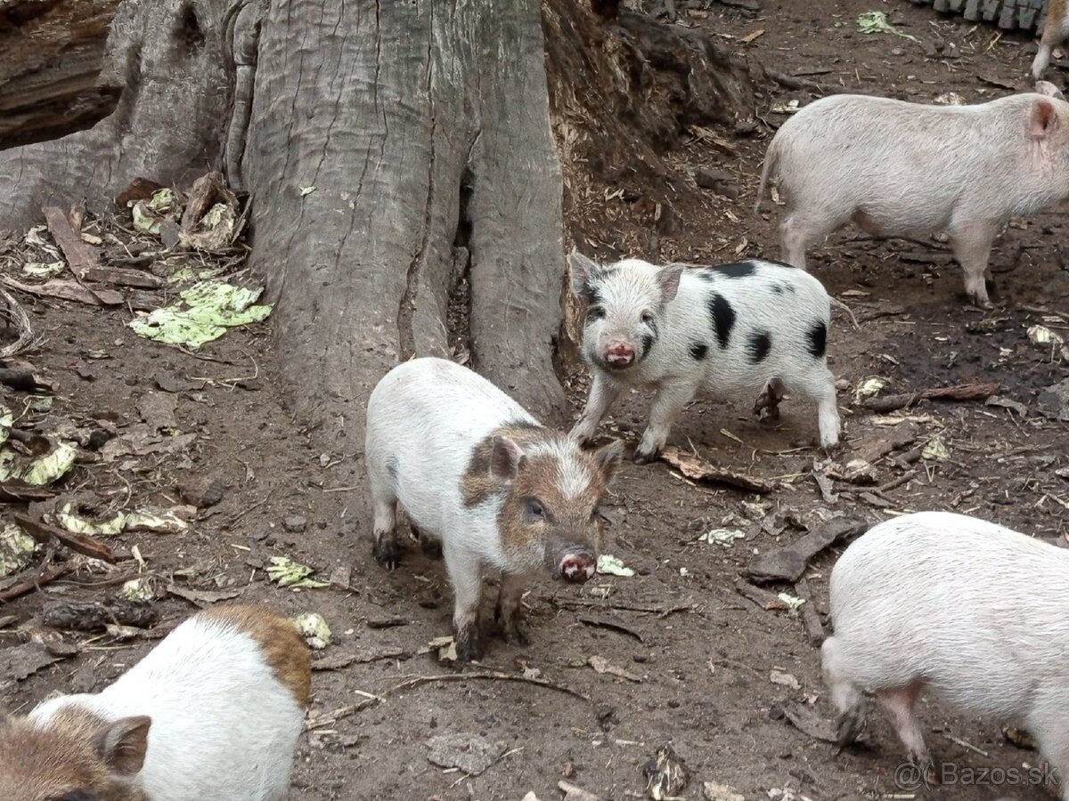 Vietnamské prasiatka 2