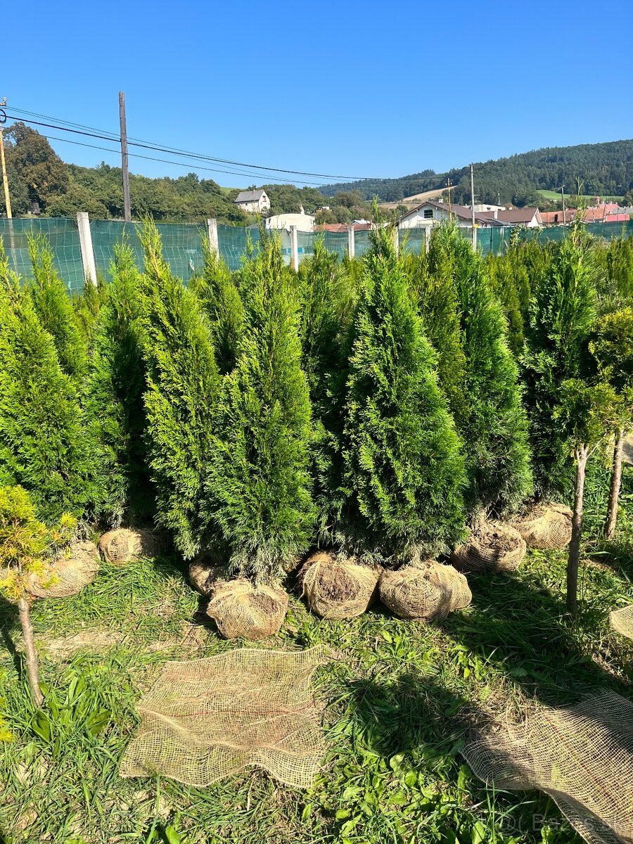Tuja Smaragd AKCIA 160cm/10€ (dovoz celá SR)