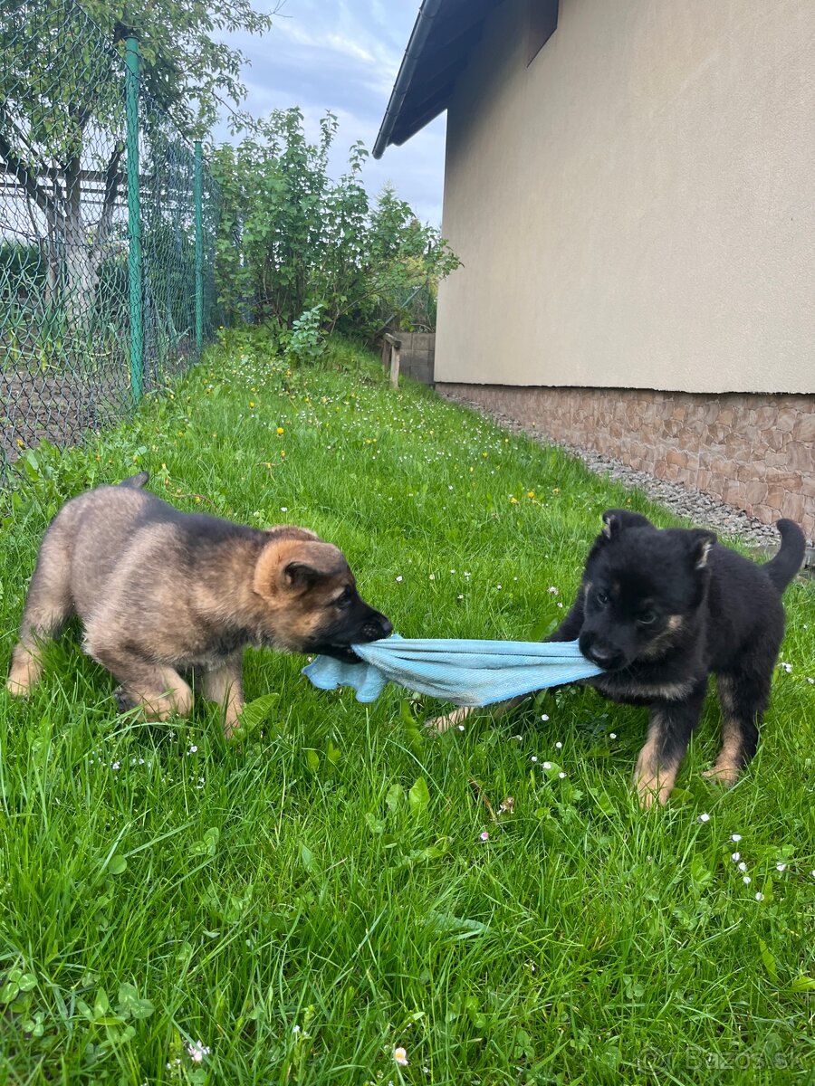 Nemecky ovčiak šteniatka