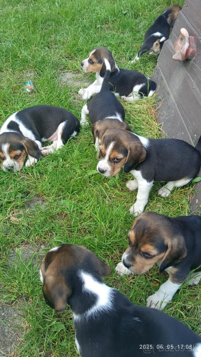 Predám Krasny Pes  Beagle