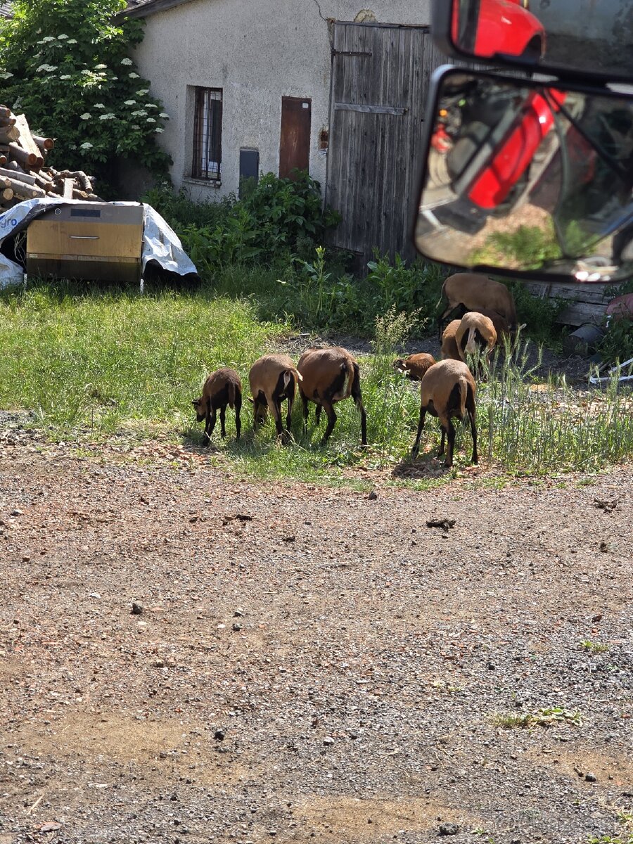 Kamerunske ovce plus Baran