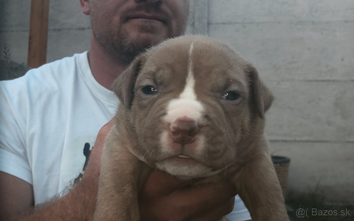 American bully - ch.s. Family Muscle Bullies