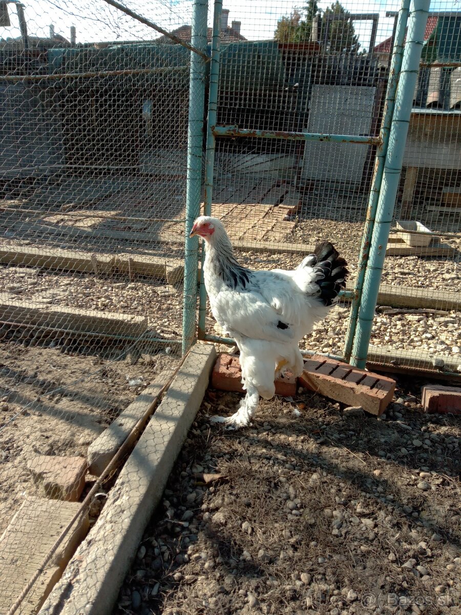 Kohút brahmanka.