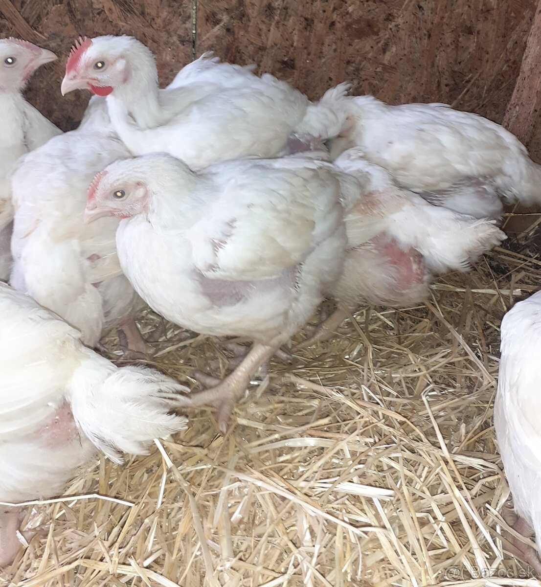 Predam brojler ross 308
