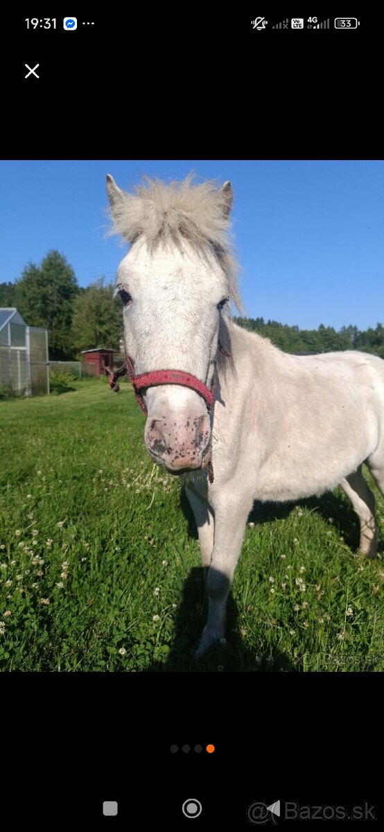 Predám poníka