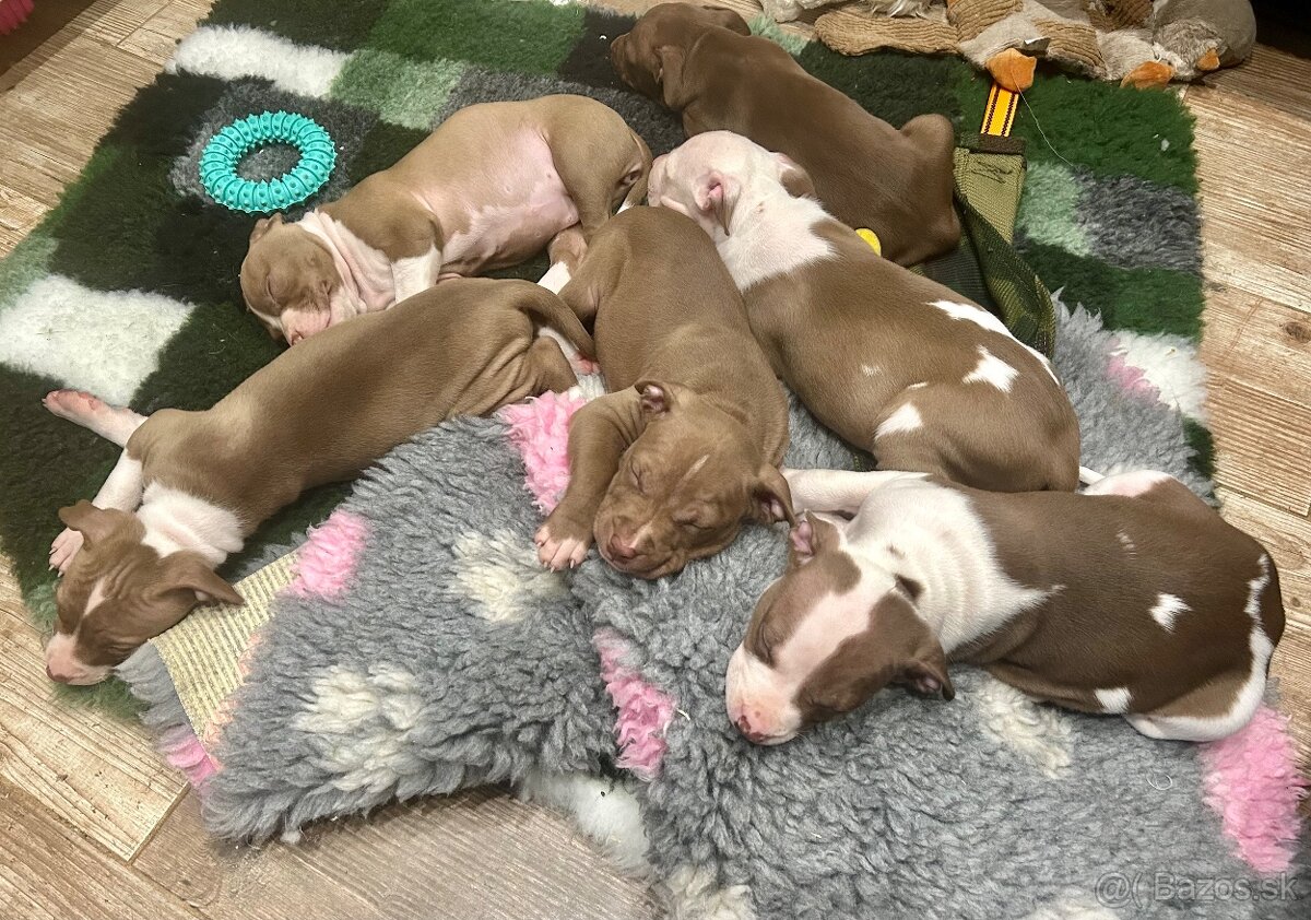 Americky pitbull terier