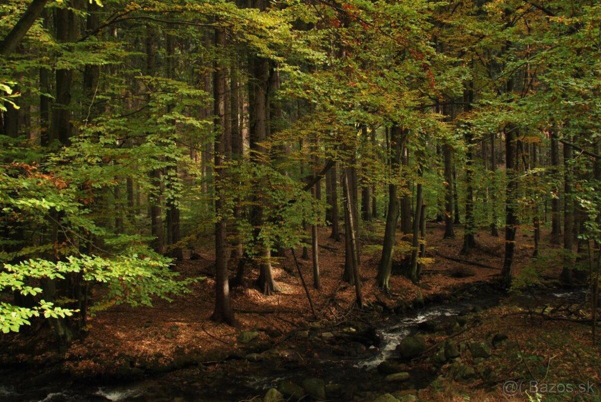 Snina - 1.253 m2 ORNÁ PÔDA a LESY – PREDAJ