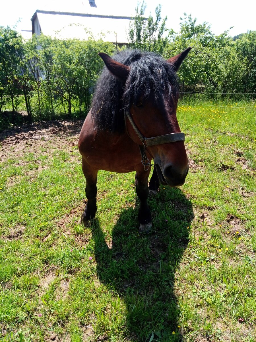 Ťažna kobyla