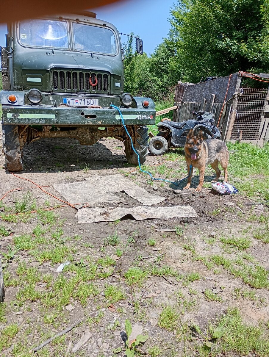 Nemecký ovčiak