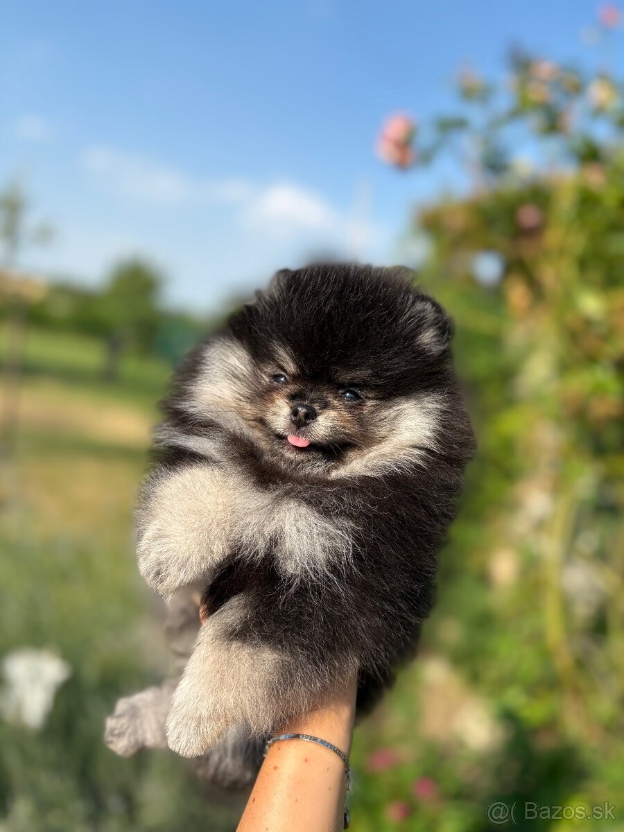 Pomeranian