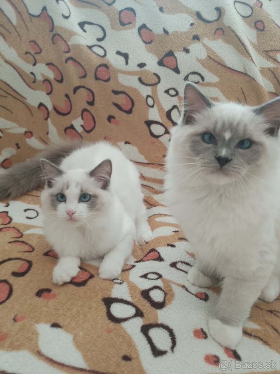 Ragdoll Mačiatka