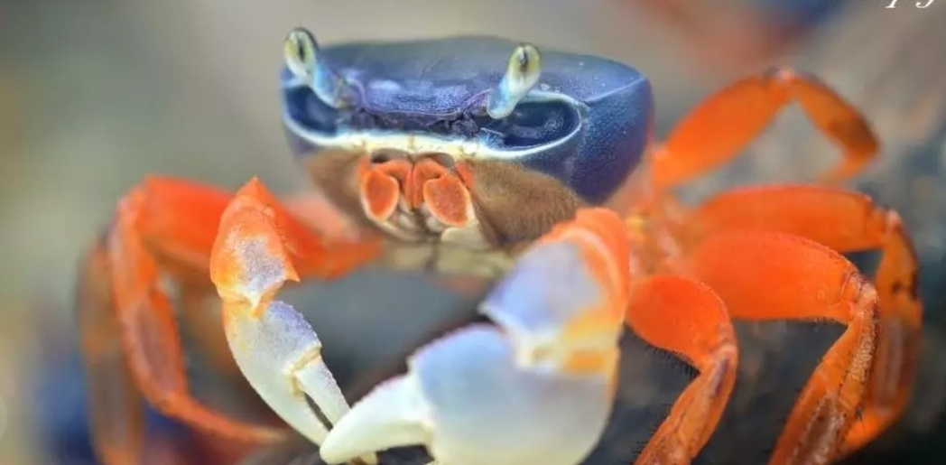Darujem 2 krab suchozemsky