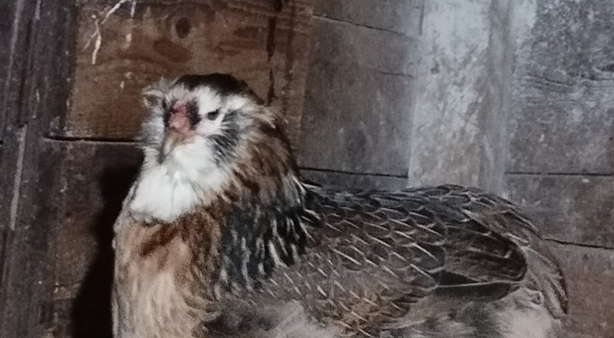 Araucana,araucany,araukana,araukany
