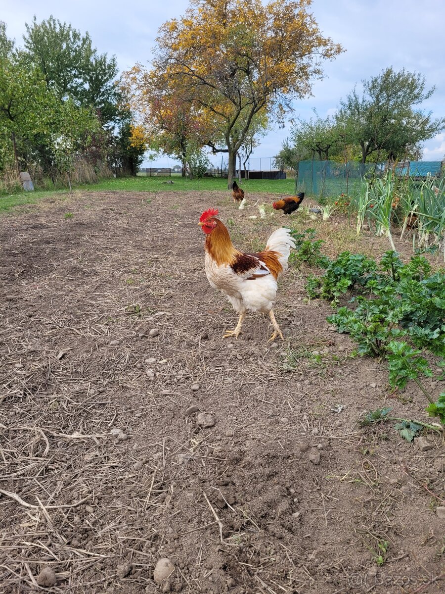 Kohút, predám kohútov / kohúta