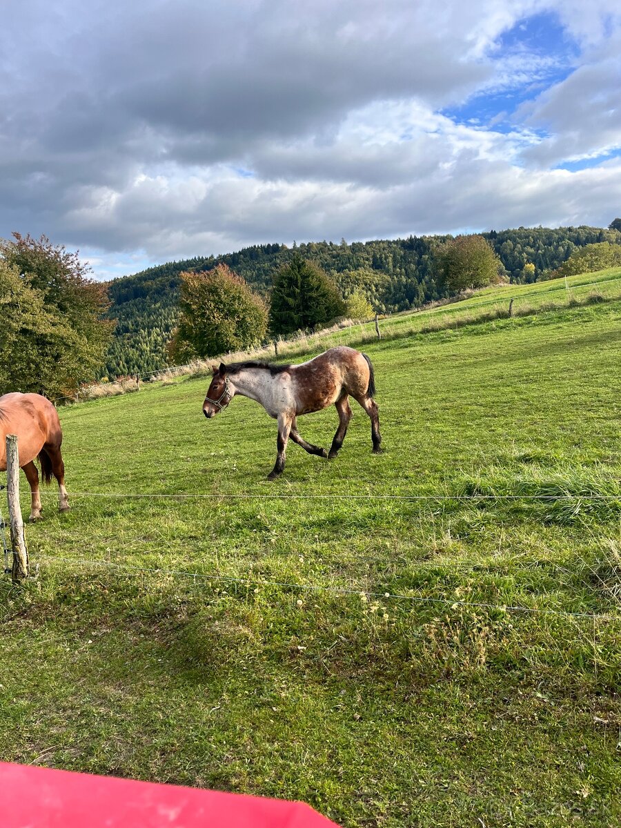 Predám 7 mesačného žrebca
