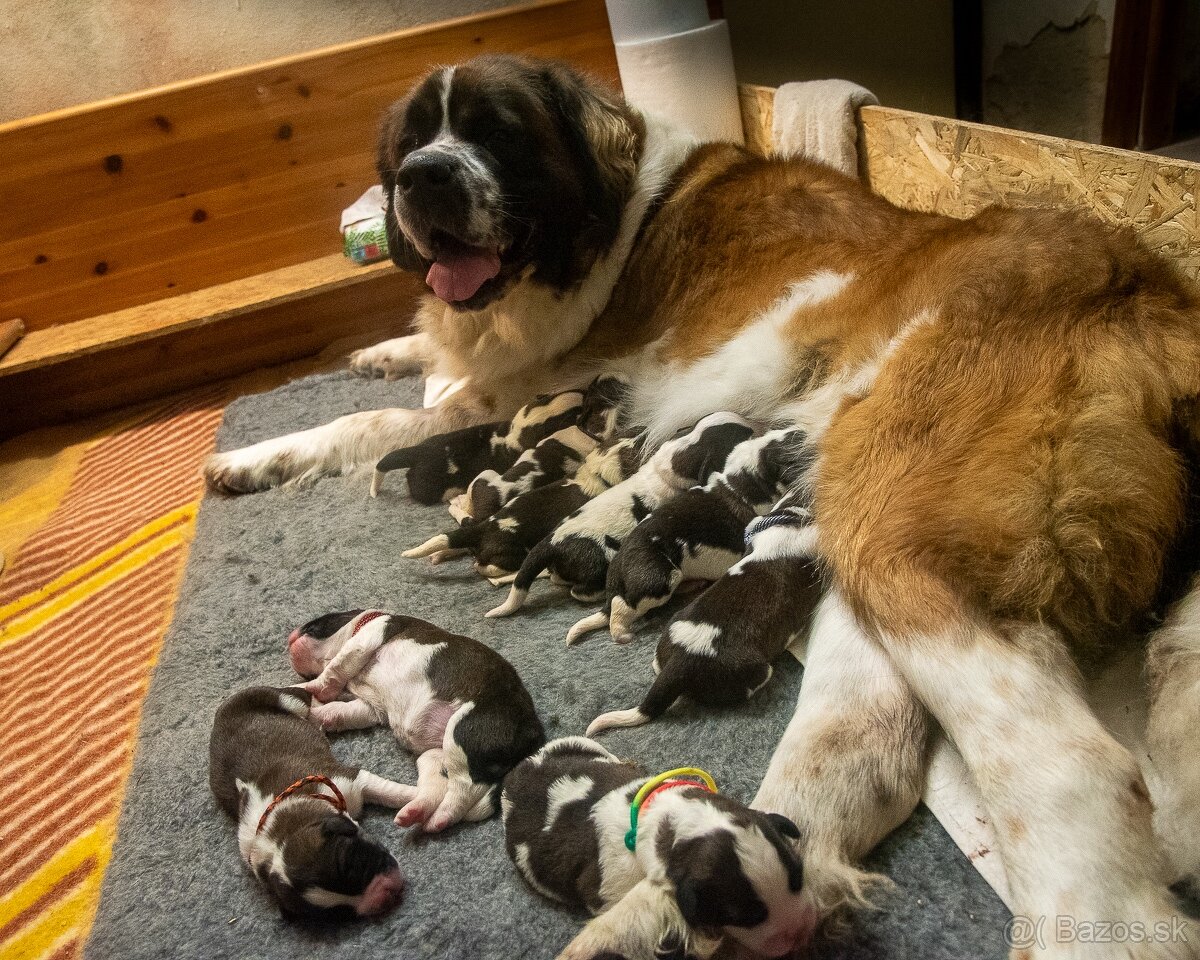 Moskovský strážny pes PP FCI