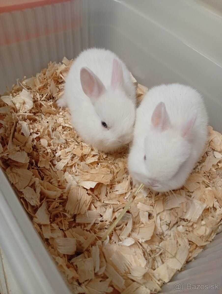 Hermelin zakrslý zajko