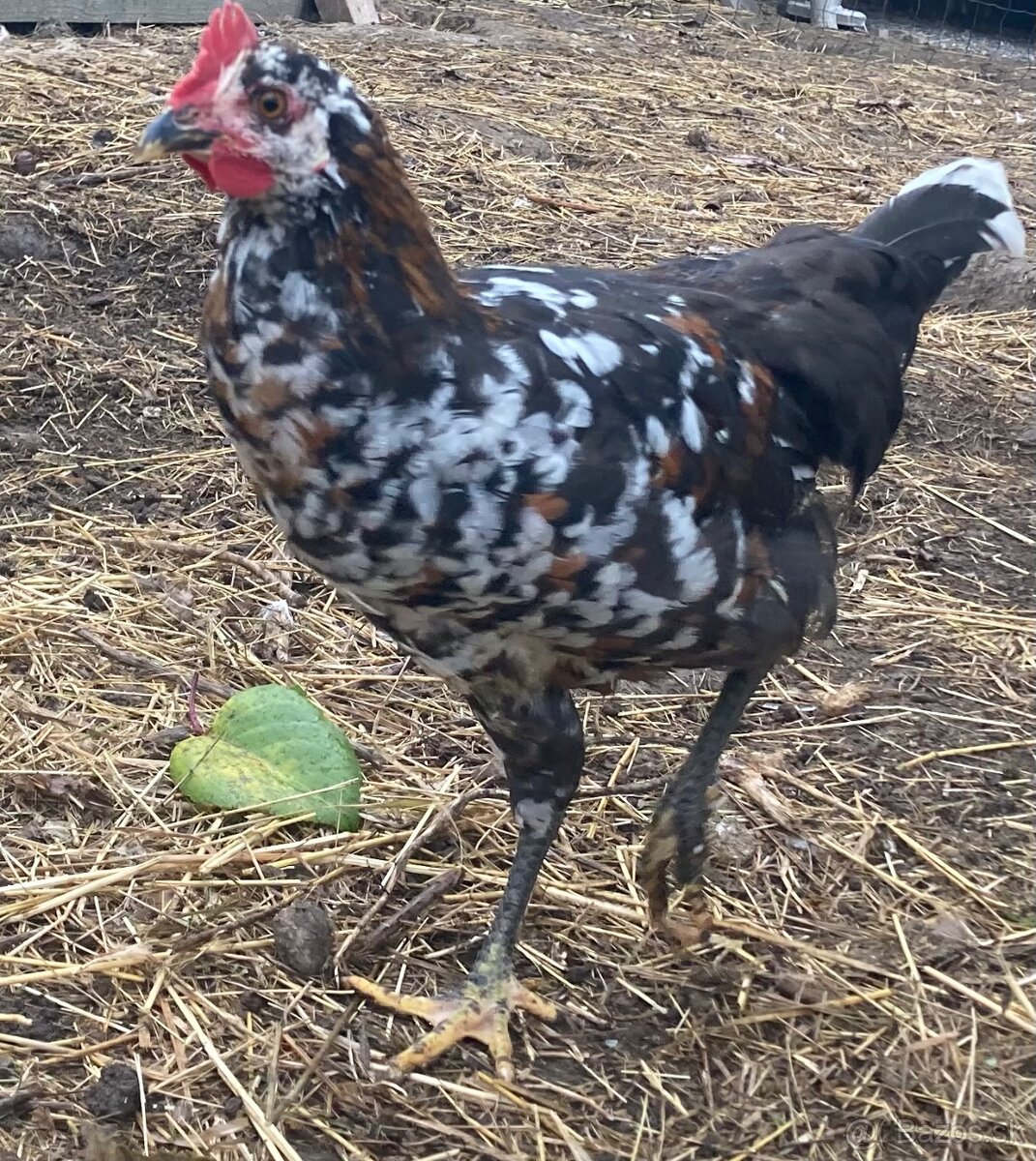 Predam mlade kohutiky cream legbar a svedska kvetina